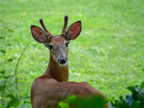White Tailed Deer Looking Back Photos Free And Royalty Free Stock
