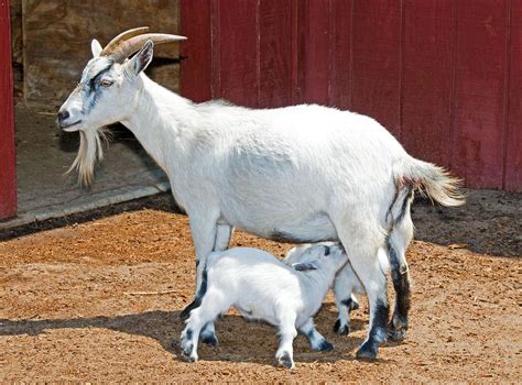 Mother Goat Nursing Baby Photograph By Millard H Sharp Pixels