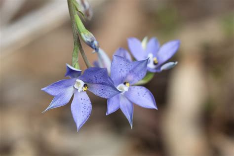 Australian Native Orchid Spotted Sun Orchidthelymitra Ixioides