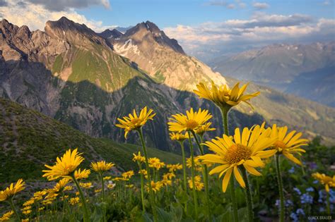 Ansbacher Flowers Lechtal Alps Austria Mountain Photography By