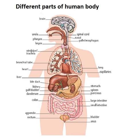 Human body organs diagram game. Human body diagram | Healthiack