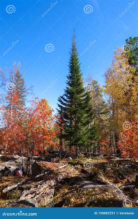 Green Spruce In The Autumn Forest Among Trees With Yellow And Red