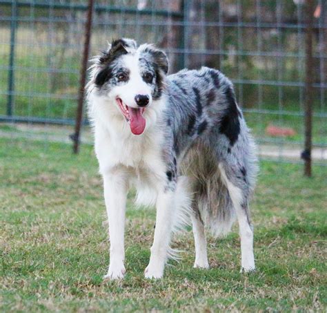 3 Year Old Male Blue Merle Border Collie From Import Lines