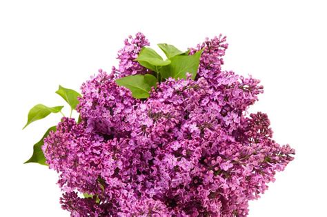 Lilac Flower On White Background Stock Image Image Of T Blossom 94529635