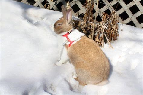 Playinngg In The Snow Animals Bunny Rabbit