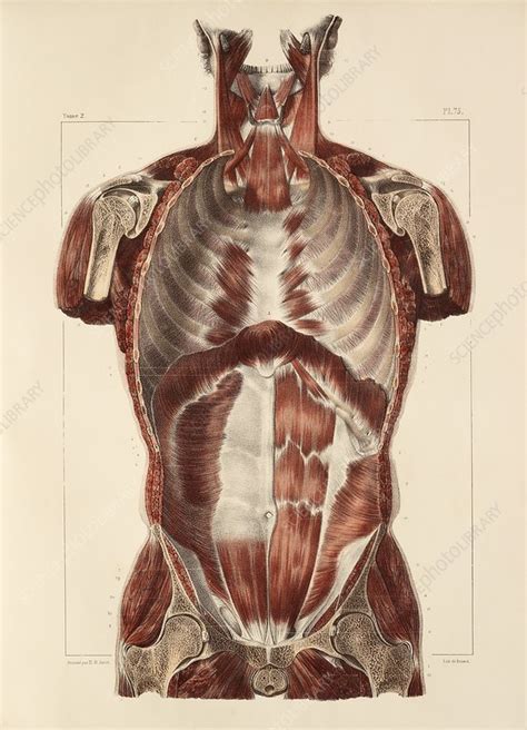 Trunk Muscle Anatomy 1831 Artwork Stock Image C0147817 Science