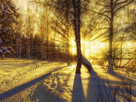 Shadows Sunrays Sun Snow Trees Winter Landscape Hd Wallpaper