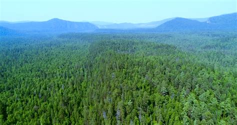 Siberian Pine Forest Taiga Summer Day 03 Low Wide Angle Static