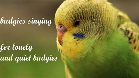 30 Minutes Of Budgies Parakeets Singing Chirping Budgie Noises To
