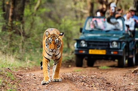 10 Best Tiger Safari In India Wild Safari Jungle Safari