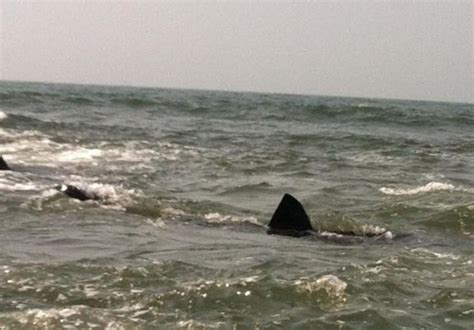 Harry The Shark Spotted Swimming Around Long Island Shore In Nassau