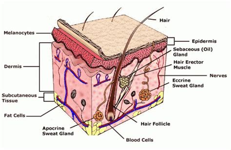 Click here to get an answer to your question ✍️ draw labelled diagram of vertical section of human skin. Image result for human skin diagram | Skin model, Skin ...