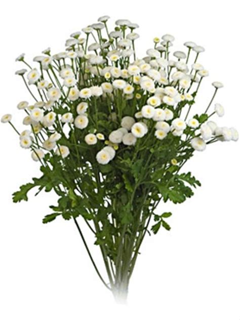 Required fields are marked *. Matricaria White Button - Matricaria - Flowers and Fillers ...