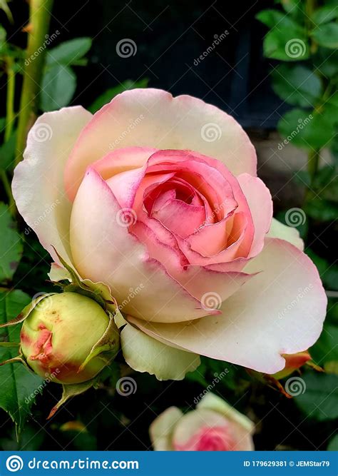 Pink And White Rose With An Unopened Rosebud Stock Image Image Of