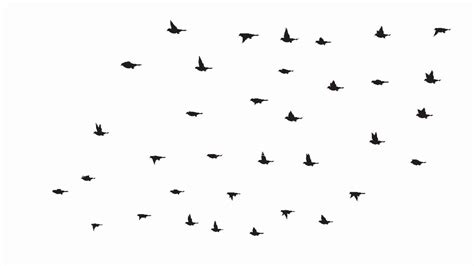 Flock Of Birds Sky Bokeh 24 Wallpapers Hd Desktop And Mobile