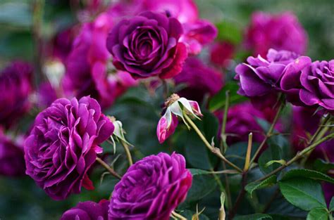 Ebb Tide Very Fragrant Floribunda Rose Bush Smoky Plum Purple