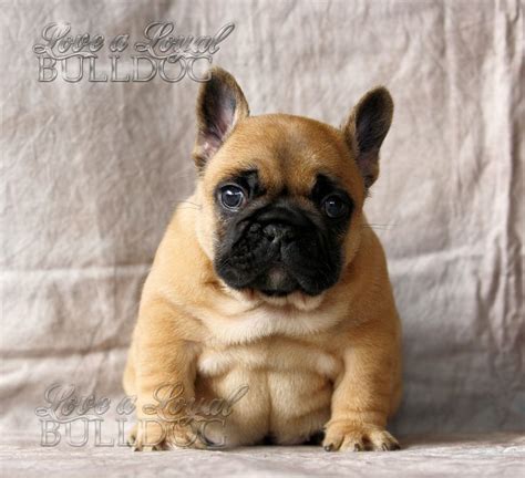 See more of pinerock french bulldogs on facebook. Pin on bulldog puppies