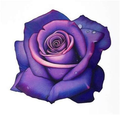How Many Different Coloured Pencils Does It Take To Draw A Purple Rose