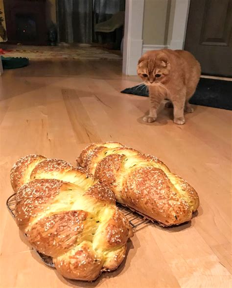 Can Cats Eat Bread Should They Eat It Catman