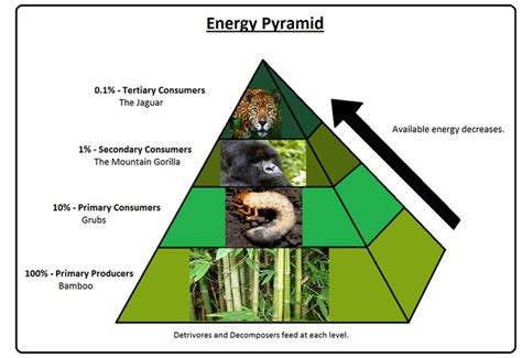 Food Web And Pyramid Exploring Tropical Rainforests