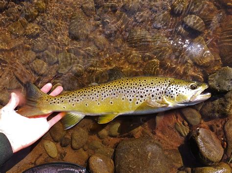 Connecticut Fly Angler Species Profile Brown Trout
