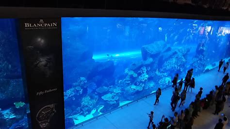 Dubai Mall Shark Fish 2020 Youtube
