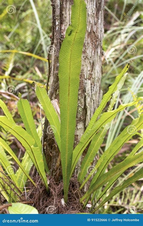 Long Strap Fern Growing In The Florida Everglades Stock Photo Image