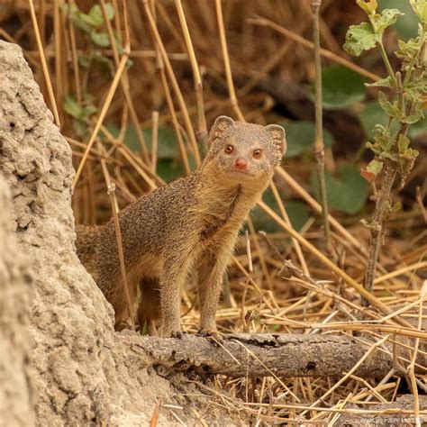 The Slender Mongoose Galerella Sanguinea Is A Very Common Species Of