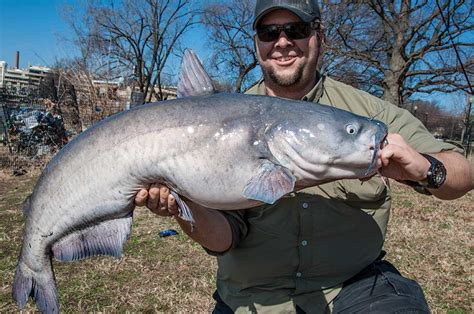 Fishing For Giant Blue Catfish In The Shadow Of Capitol Hill