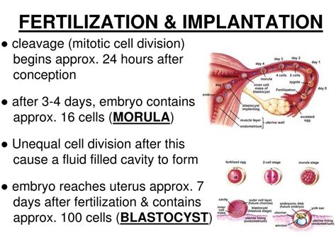Ppt Ch 46 Part 3 Human Reproduction Fertilization Pregnancy