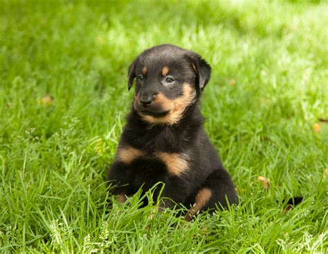 Golden retriever/rottweiler mixes or golden rottweilers are sweet, loyal, and energetic. Golden Rottie Dog Breed Health, Temperament, Training, Feeding and Puppies - PetGuide