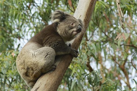 Australian Koala Bear On Eucalyptus Tree Victoria Australia — Stock