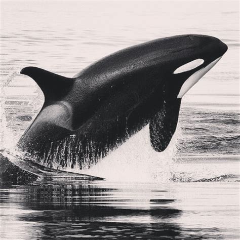 10 Facts About Killer Whales Orca Owlcation
