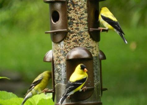 How to attract yellow finches. How to Attract Goldfinches to Your Backyard Feeder | Dengarden