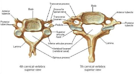 Pictures Of Cervical Vertebra