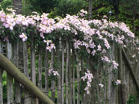 This plant, in the corner of the fence outside our breakfast room window, in spite of losing branches over the couple of years to (maybe) clematis wilt, has. Clematis armandii apple blossom — in the neighbourhood ...