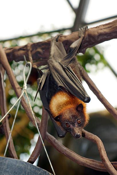 70 Red Flying Fox Stock Photos Pictures And Royalty Free Images Istock