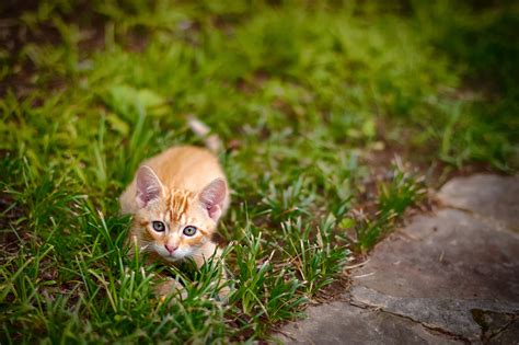 Small Kitten Getting Ready To Pounce Image Free Stock Photo Public