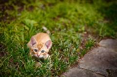 Ready To Pounce Into Your Heart Boise Kittens Looking For Adventure