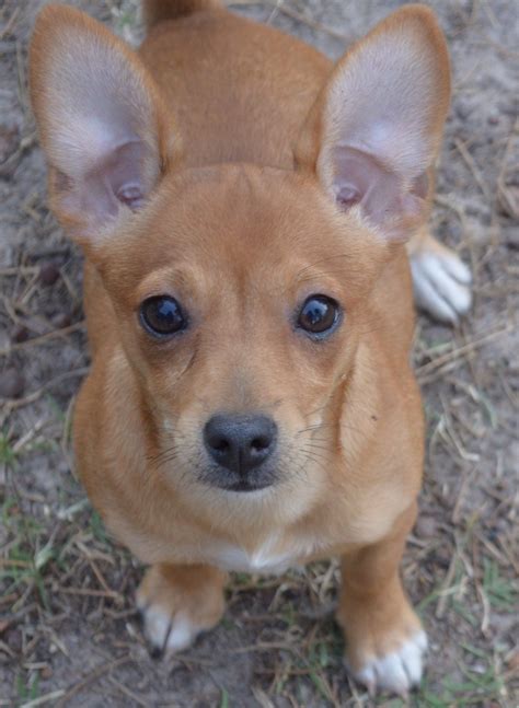 88 Brown Chihuahua Mix Breeds L2sanpiero