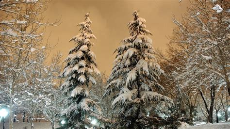 Download Wallpaper 1920x1080 Park Fir Trees Snow Light Lamp Sky
