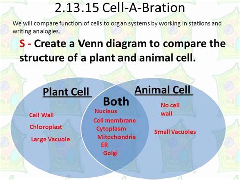 There are also some niche similarities. Image result for plant and animal cell venn diagram ...