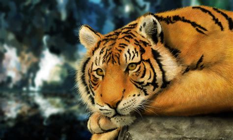 Wallpaper Hewan Harimau Margasatwa Kucing Besar Kebun Binatang