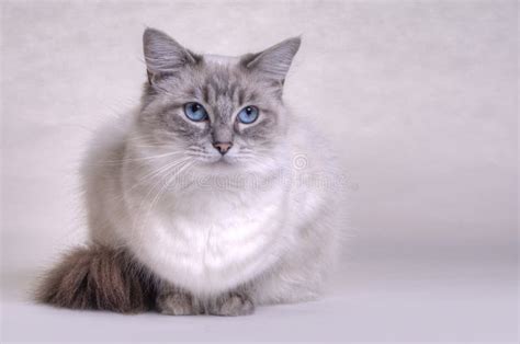 Ragdoll Cat Stock Photo Image Of Isloated Animal White 54849472