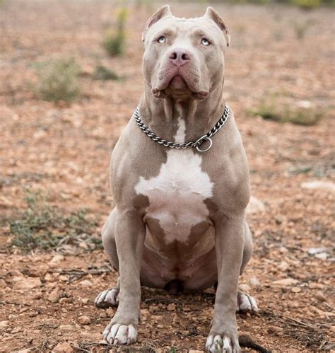 A common misconception is that it is the same as the pit bull. XXL American Bully -XXL Luxor Bullys XL pitbull | American ...