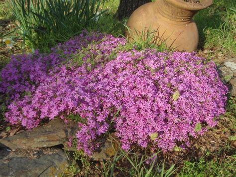 Phlox Subulata Creeping Phlox Flowering Moss Ground Pink Moss Phlox