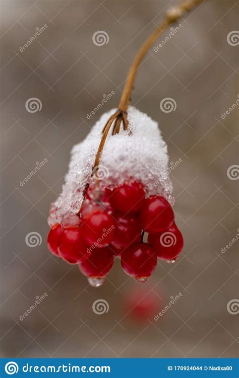 Berry Viburnum Frozen In The Snow Stock Photo Image Of Healthy