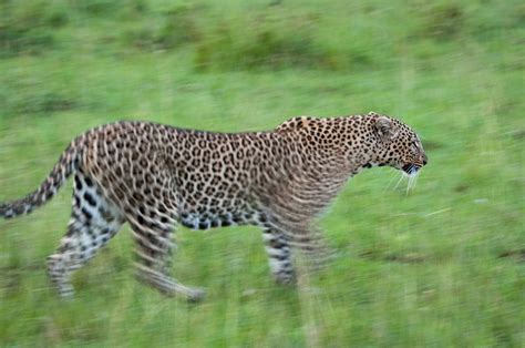 Leopard Motion Blur Sean Crane Photography