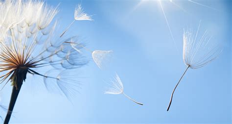 Flying Dandelion Stock Photo Download Image Now Istock