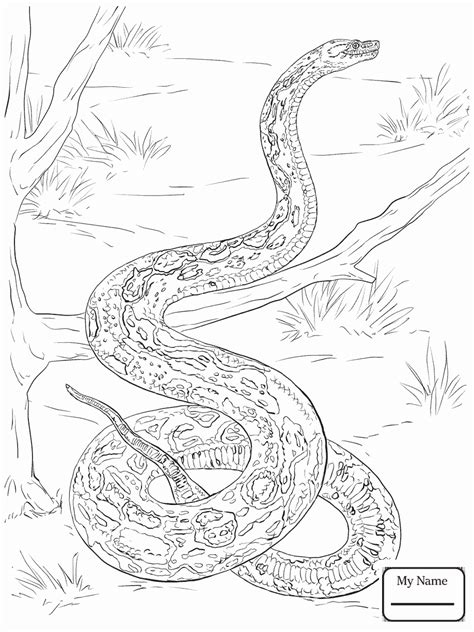Supercoloring.com is a super fun for all ages: Burmese Python Coloring Page at GetColorings.com | Free ...